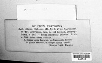 Cyathicula cyathoidea image